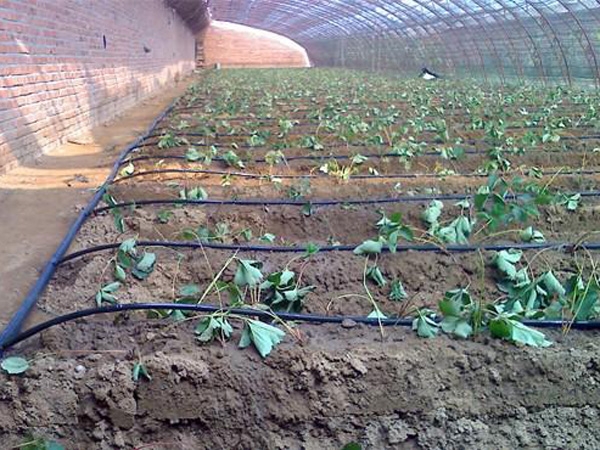 周口萬畝蔬菜生態園區水肥一體化工程