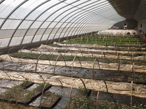 鄭州貝利得花卉有限公司農業物聯網工程